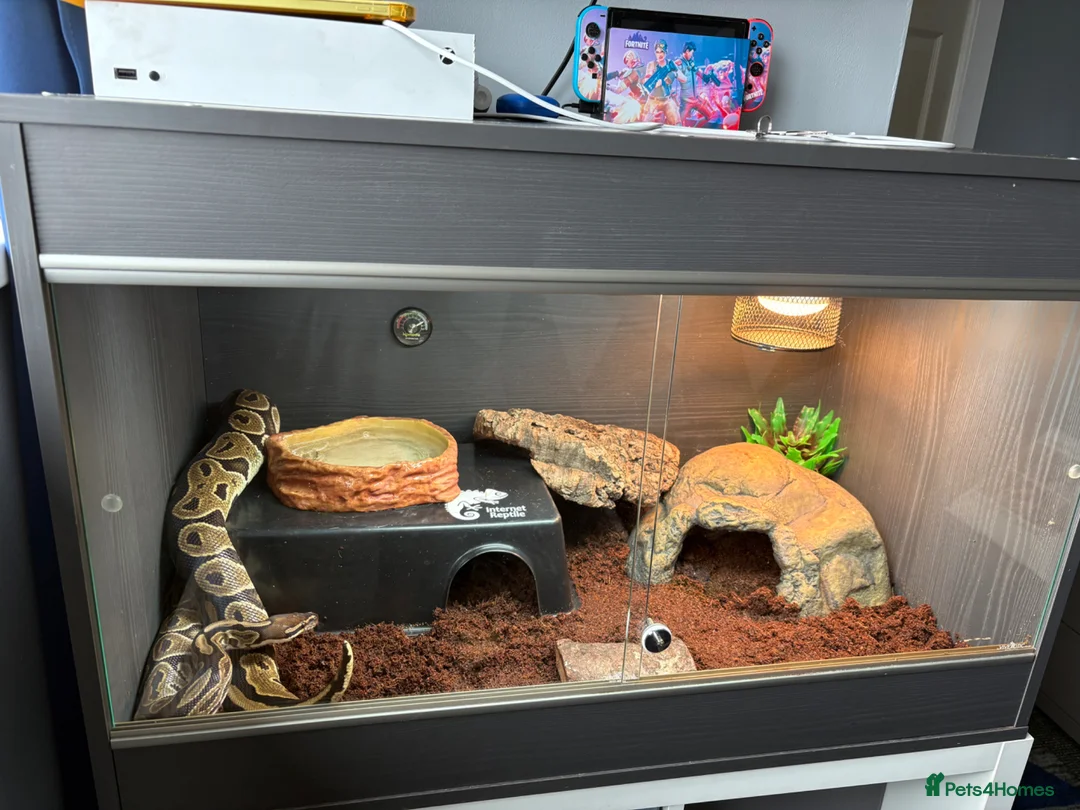 Python Snake reptiles for sale: Royal python and full setup  - Advert 1