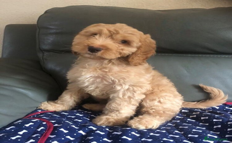 Cockapoo dogs - Advert 12