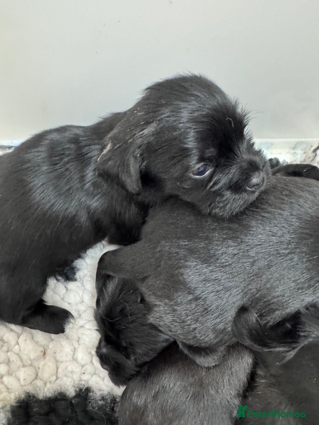 Mixed Breed dogs for sale: Schweenies  - Advert 6