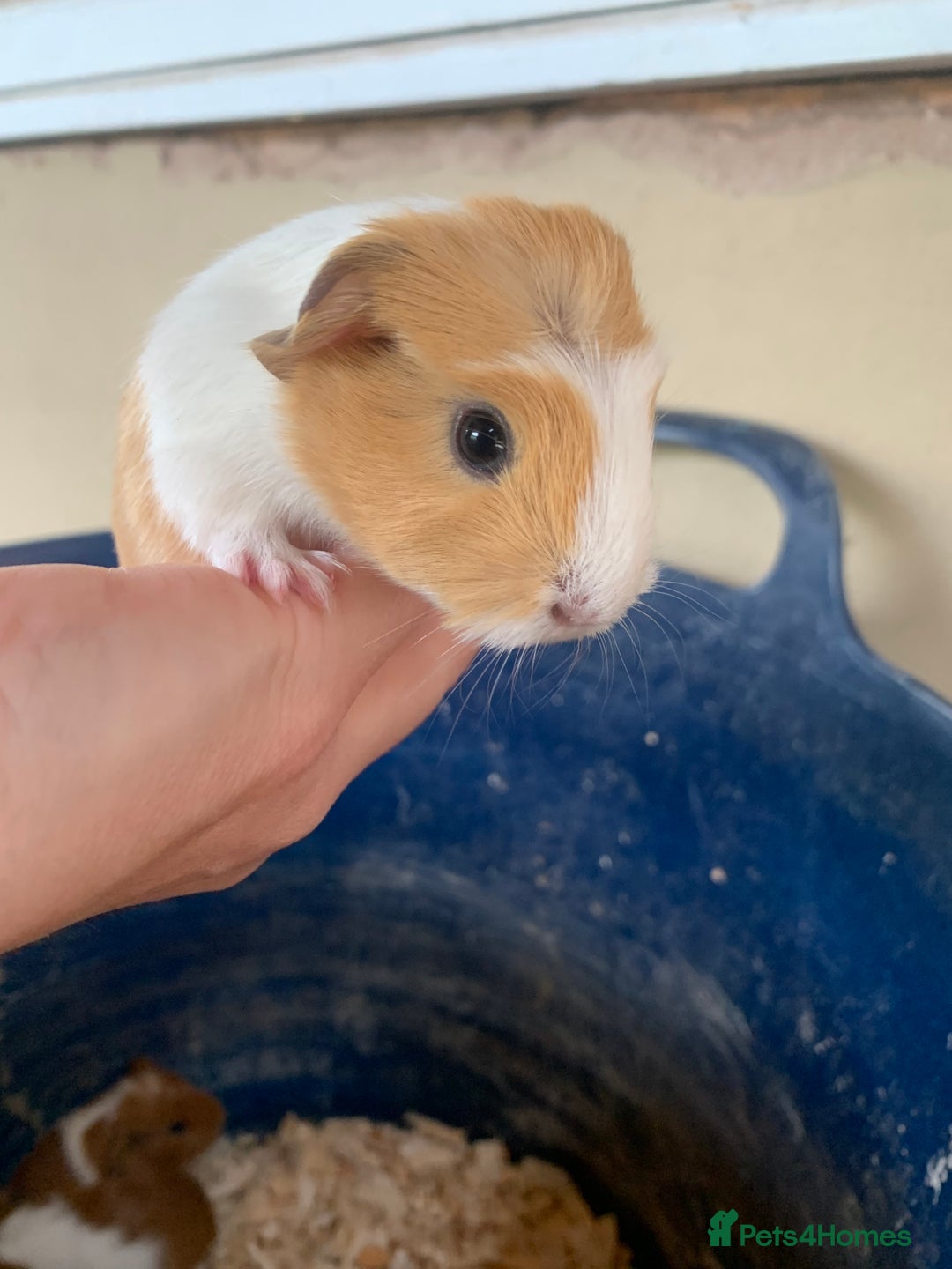 Guinea Pig rodents for sale: Baby Guinea Pigs - Image 3