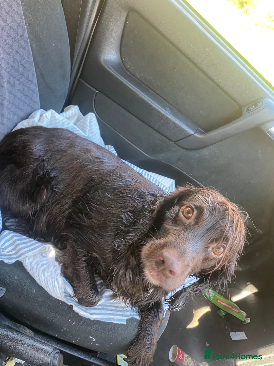 Cockapoo dogs for sale: Cockapoo  in Bristol - Advert 2