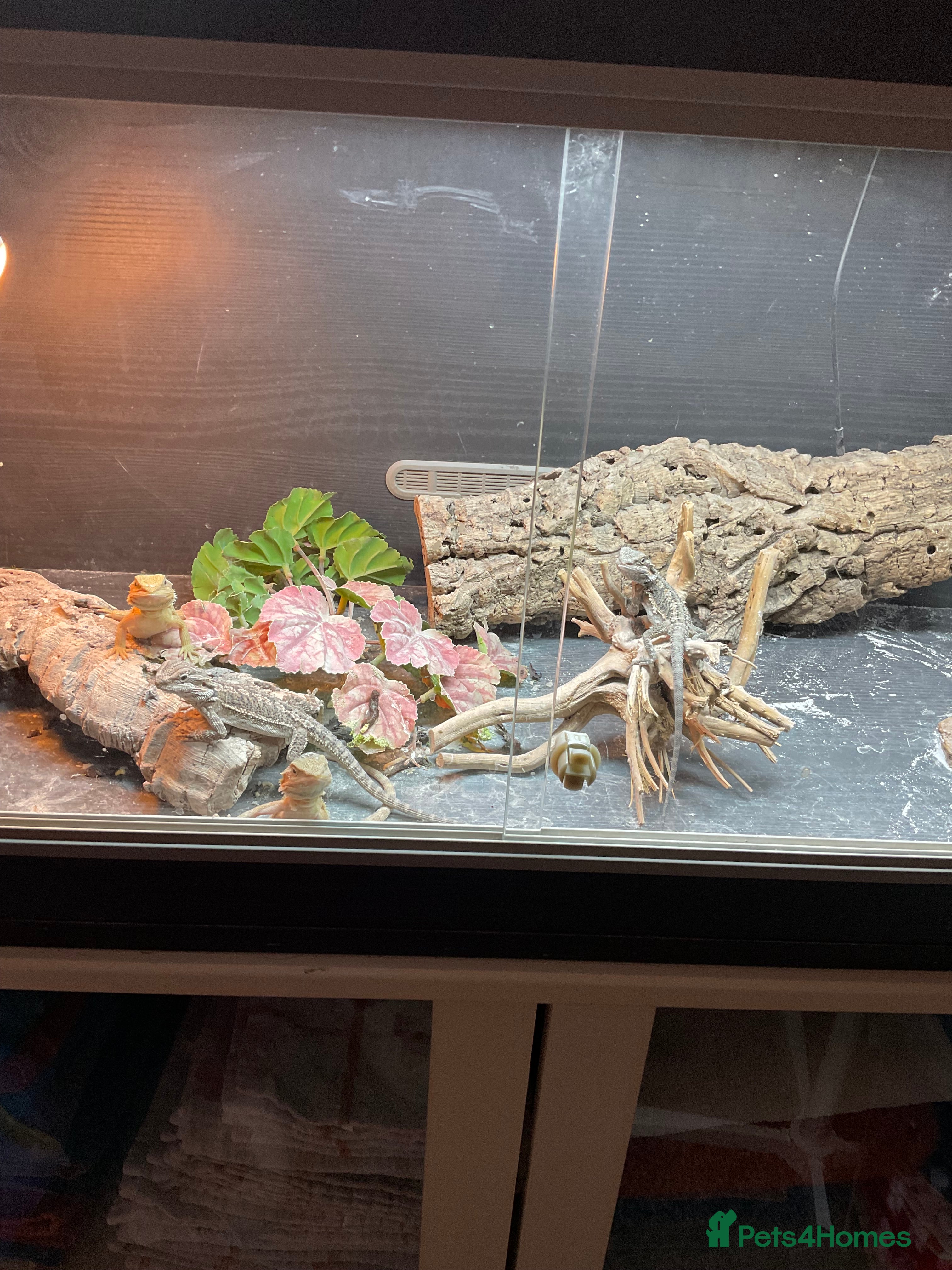 Bearded Dragon reptiles 3 Baby Bearded Dragons - Advert 4