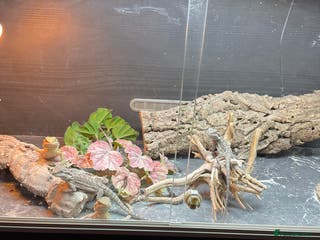 Bearded Dragon reptiles 3 Baby Bearded Dragons - Advert 1