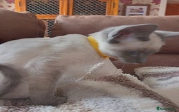 Siamese cats for sale: Beautiful litter of Simease - Image 11