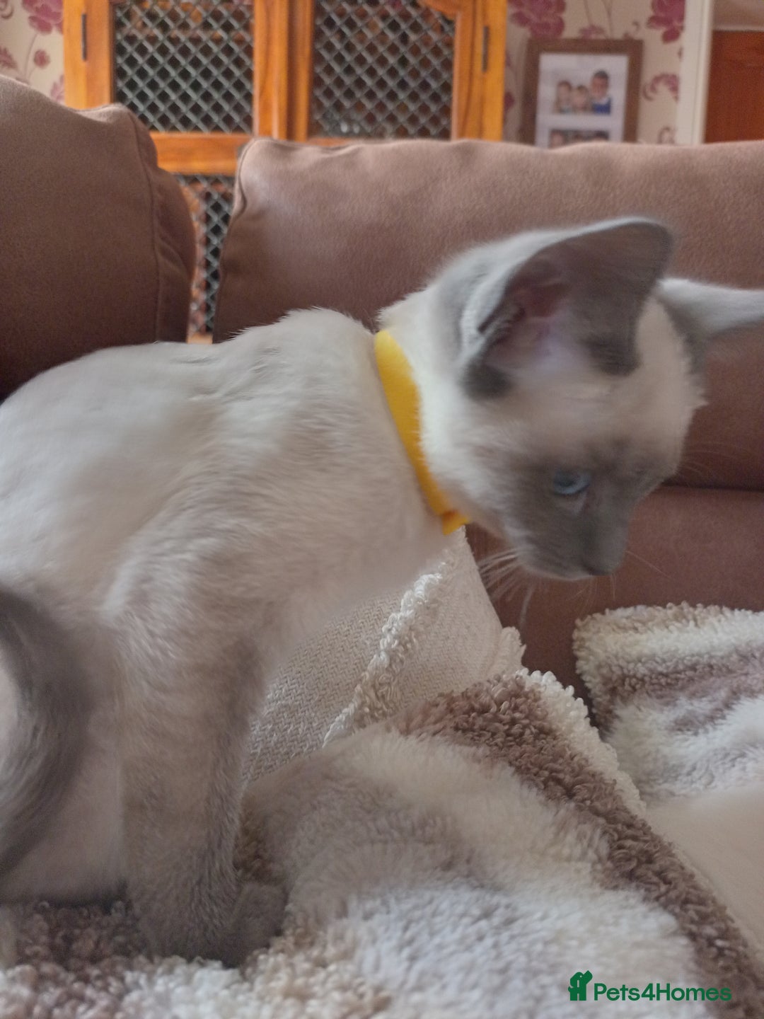 Siamese cats for sale: Beautiful litter of Simease - Image 11