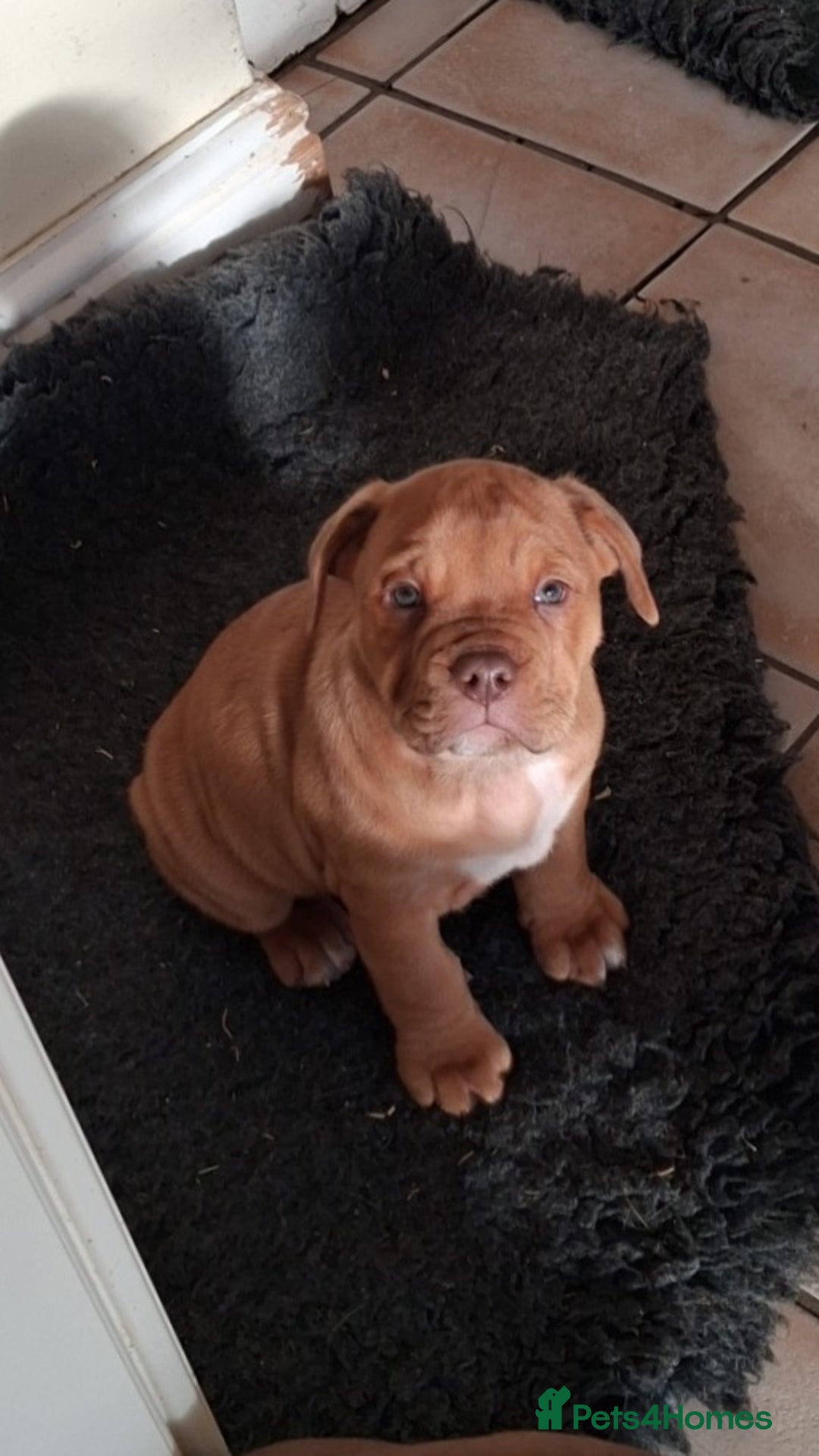 Mixed Breed dogs for sale: Beautiful chunky pups  - Advert 6