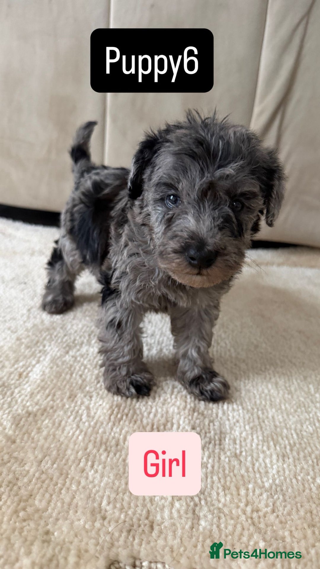 Mixed Breed dogs for sale: Schnoodle puppies for sale  - Advert 8