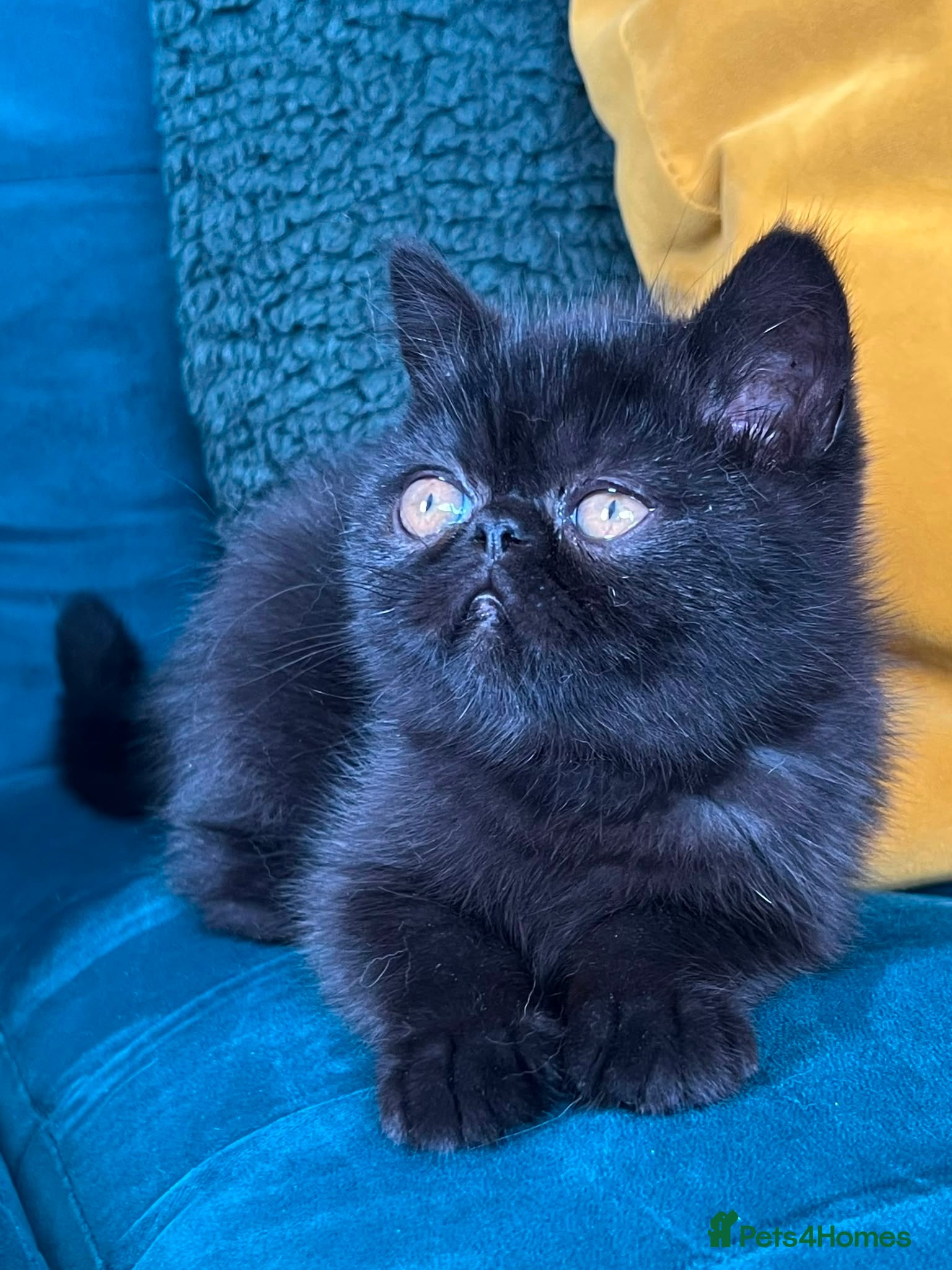 Exotic cats Last Remaining Female Available  - Advert 10