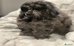 Mixed Breed dogs for sale: Miniature merle poodle female  - Image 5