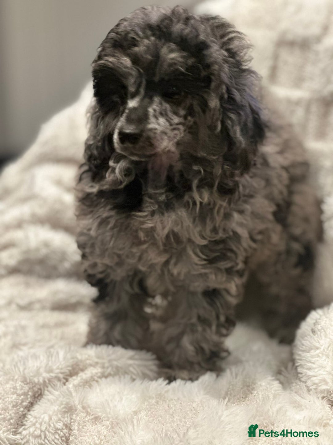 Mixed Breed dogs for sale: Miniature merle poodle female  - Image 5