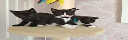 Ragdoll cats for sale: Ragdoll cross kittens - Advert 15