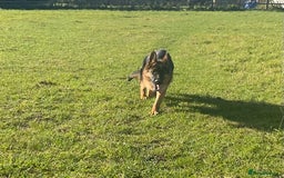 German Shepherd dogs for sale: 25 years experience breeding German Shepherds  - Image 17