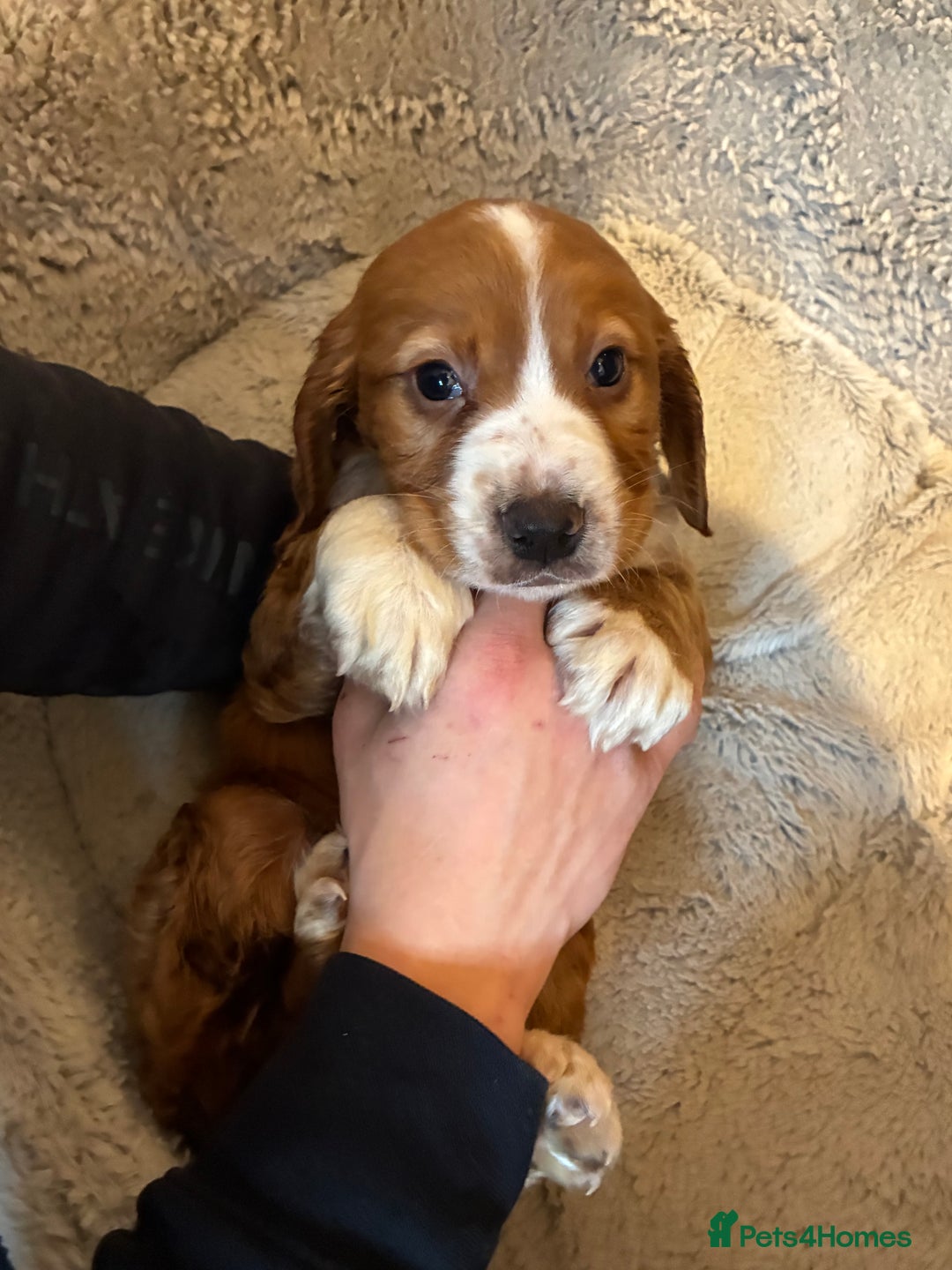 Cocker Spaniel dogs for sale: Cocker spaniel boy - Advert 5