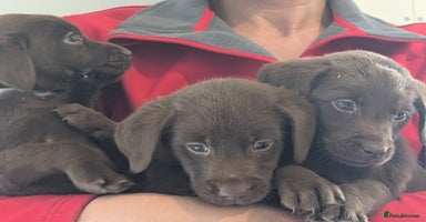 Labrador Retriever dogs - Advert 16