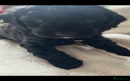 Cockapoo dogs for sale: Beautiful cockapoos - Advert 23