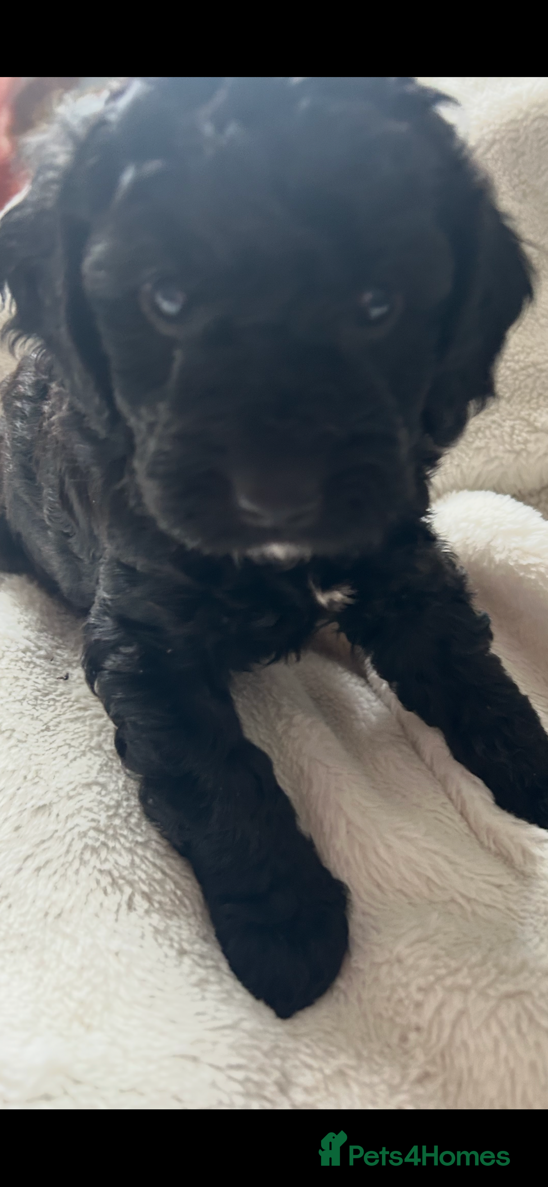 Cockapoo dogs for sale: Beautiful cockapoos - Advert 23