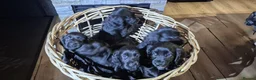 Cocker Spaniel dogs for sale: Stunning Black Cocker Puppies. Ready to leave 🌟 - Advert 15