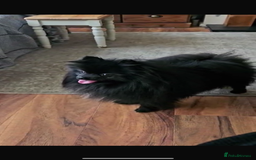 Pomeranian dogs for sale: Pomeranian Puppies For Sale - Image 7