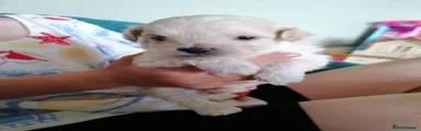Maltipoo 2