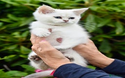 British Shorthair cats for sale: Champion sired Golden Colourpoint Kittens  - Image 33