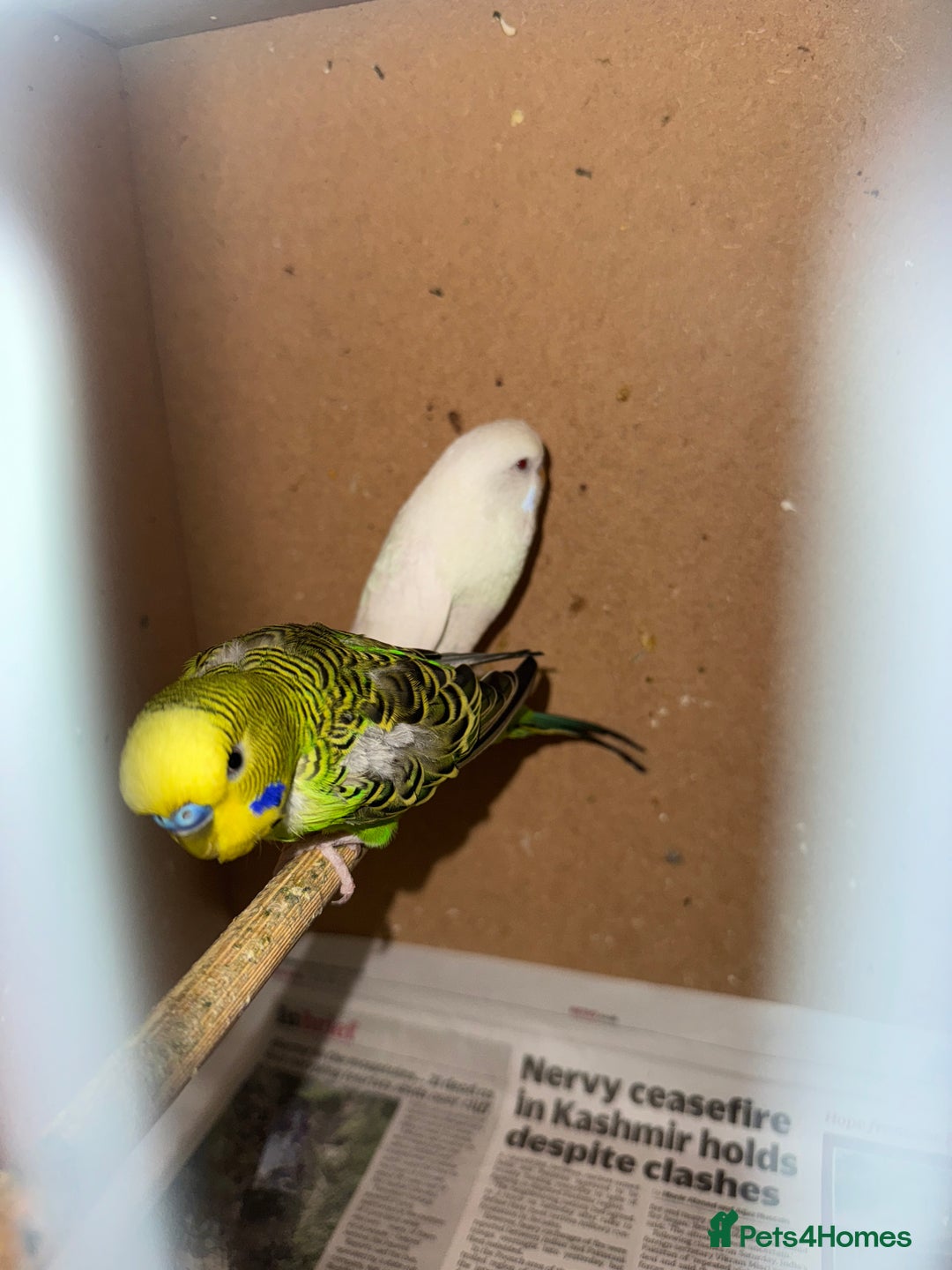 Budgerigars birds for sale: Budgies for sell - Advert 2