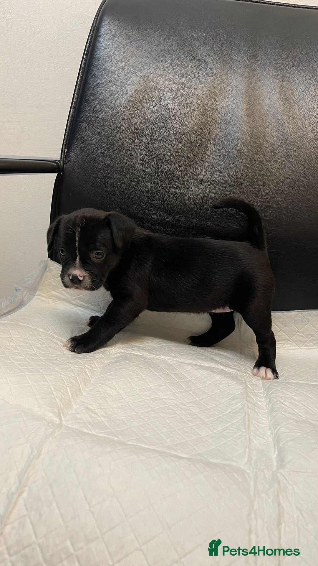 Mixed Breed dogs for sale: French bulldog mixt - Advert 8