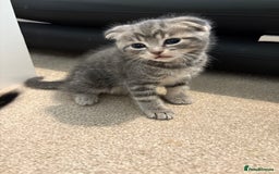 Scottish Fold cats for sale: Beautiful Scottish food for sale  - Image 8