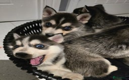 Pomsky dogs for sale: Beautiful F4 blue eyed Pomsky puppies  - Image 12