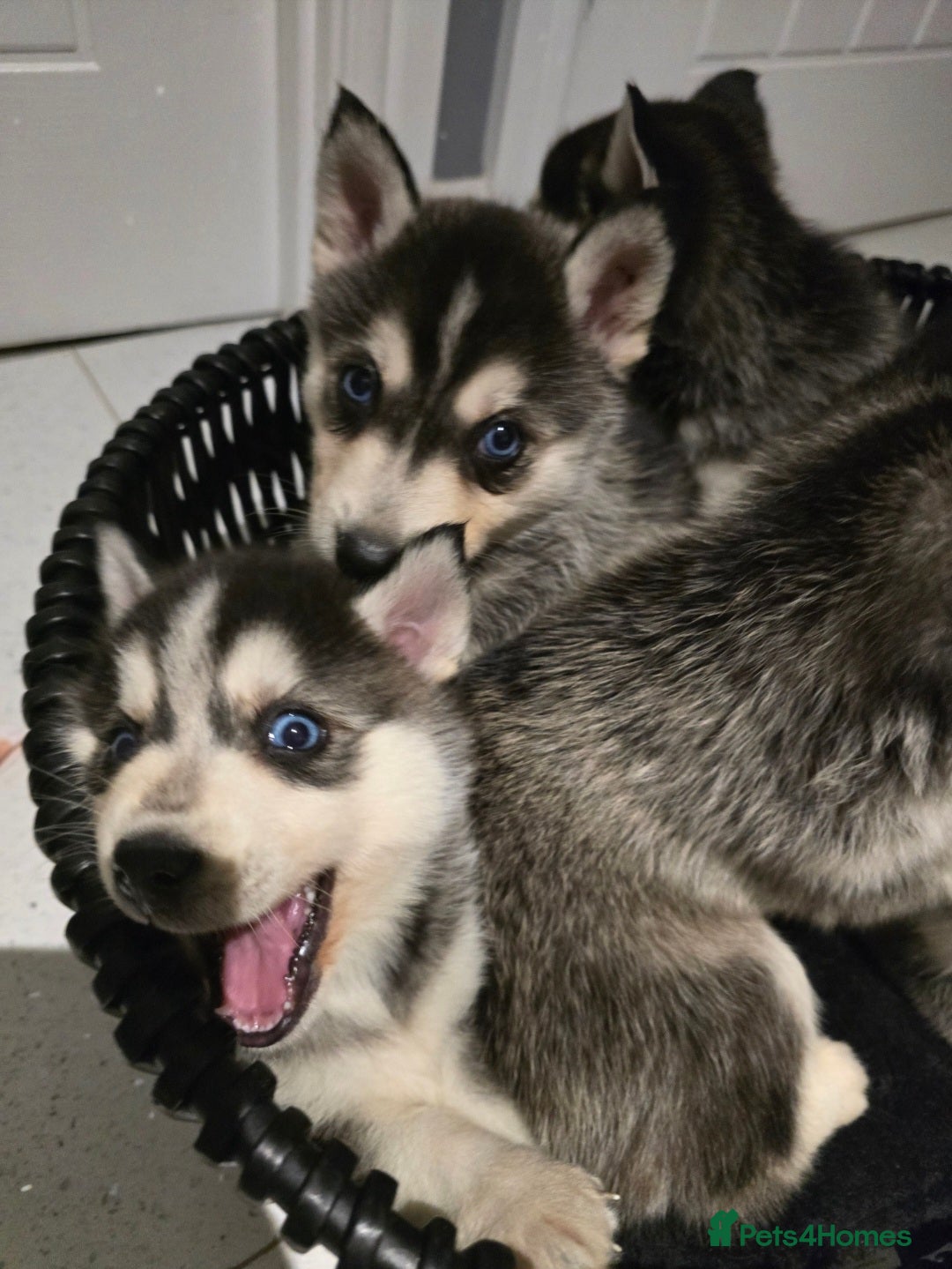 Pomsky dogs for sale: Beautiful F4 blue eyed Pomsky puppies  - Image 12
