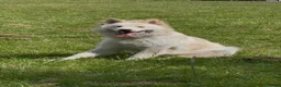 German Shepherd dogs for sale: Purebred White German Shepherd - Advert 3
