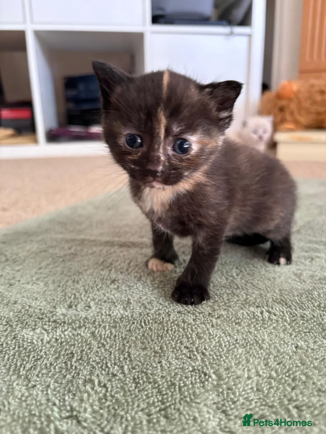 Mixed Breed cats for sale: Beautiful fluffy ragdoll X kittens- 3 females - Advert 2