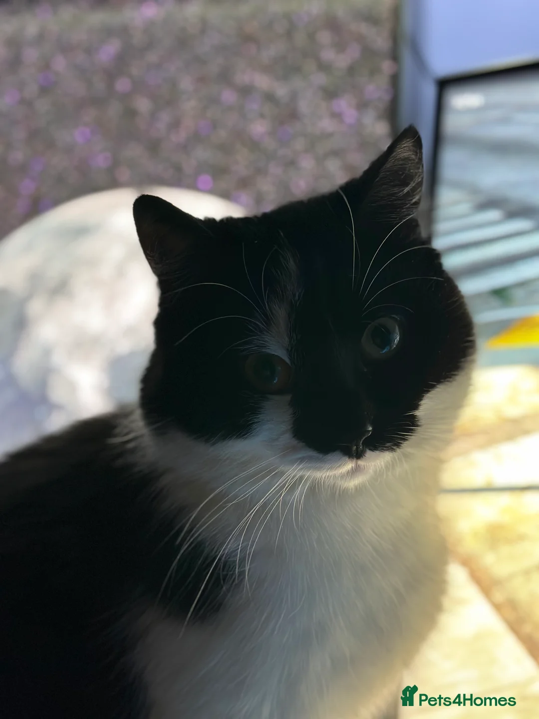 British Shorthair cats for sale: (REHOME ASAP) Fuji - Black/White Male Kitten - Advert 5