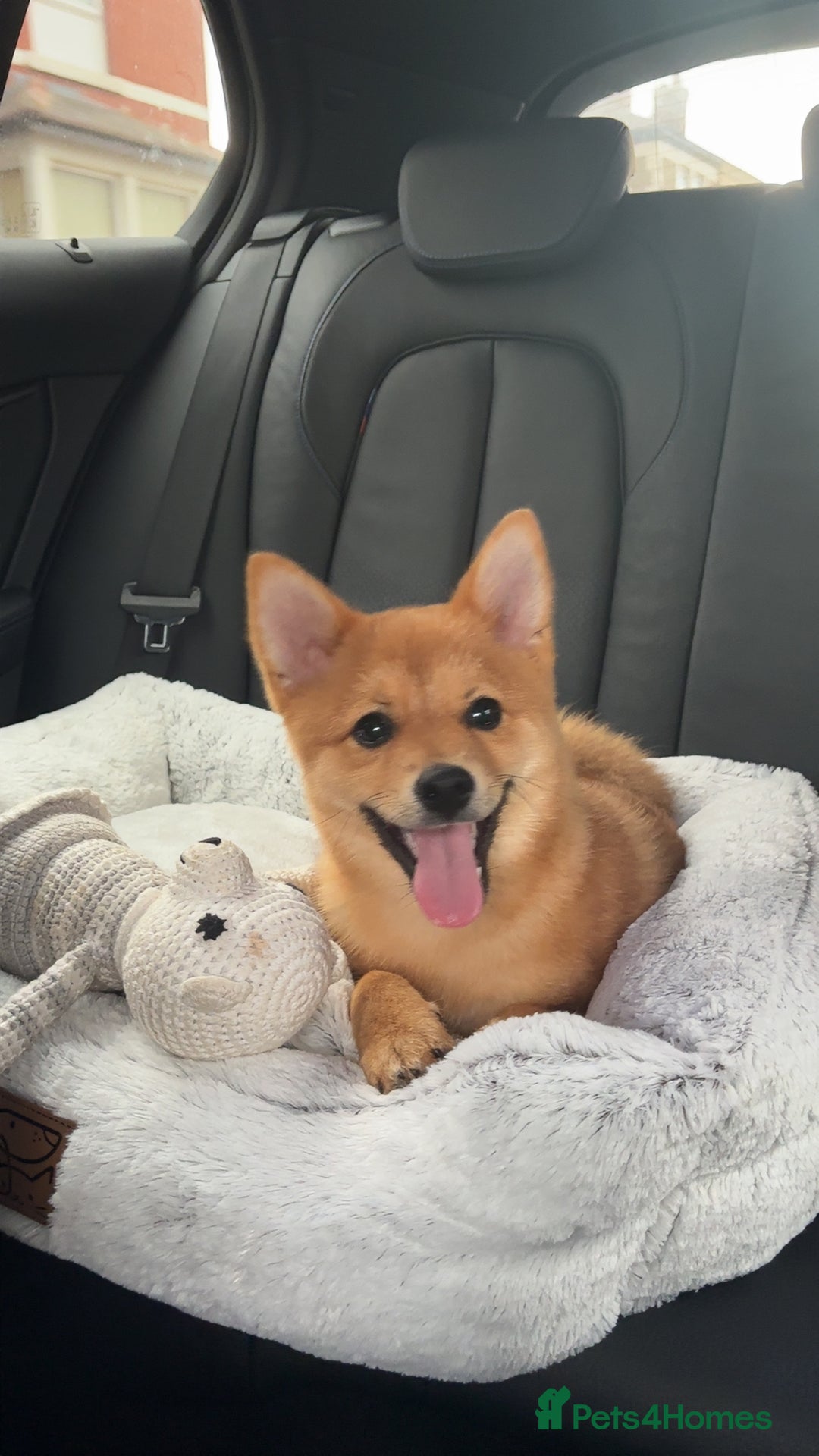 Mixed Breed dogs for sale: Beautiful 7 month old Pomshi hybrid  - Image 1