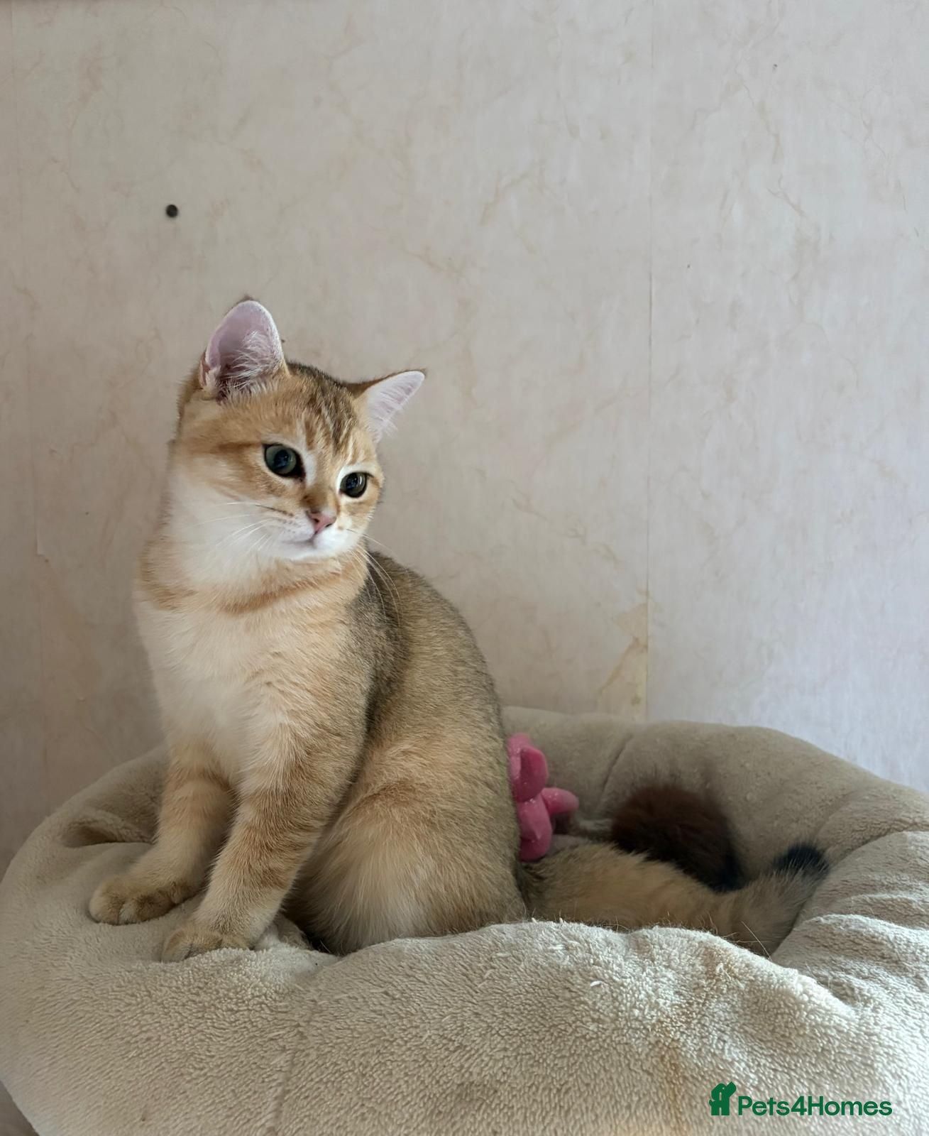 British Shorthair cats GCCF registered Golden boy - Advert 2