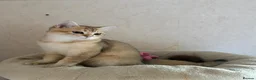 British Shorthair cats for sale: GCCF registered Golden boy - Advert 4