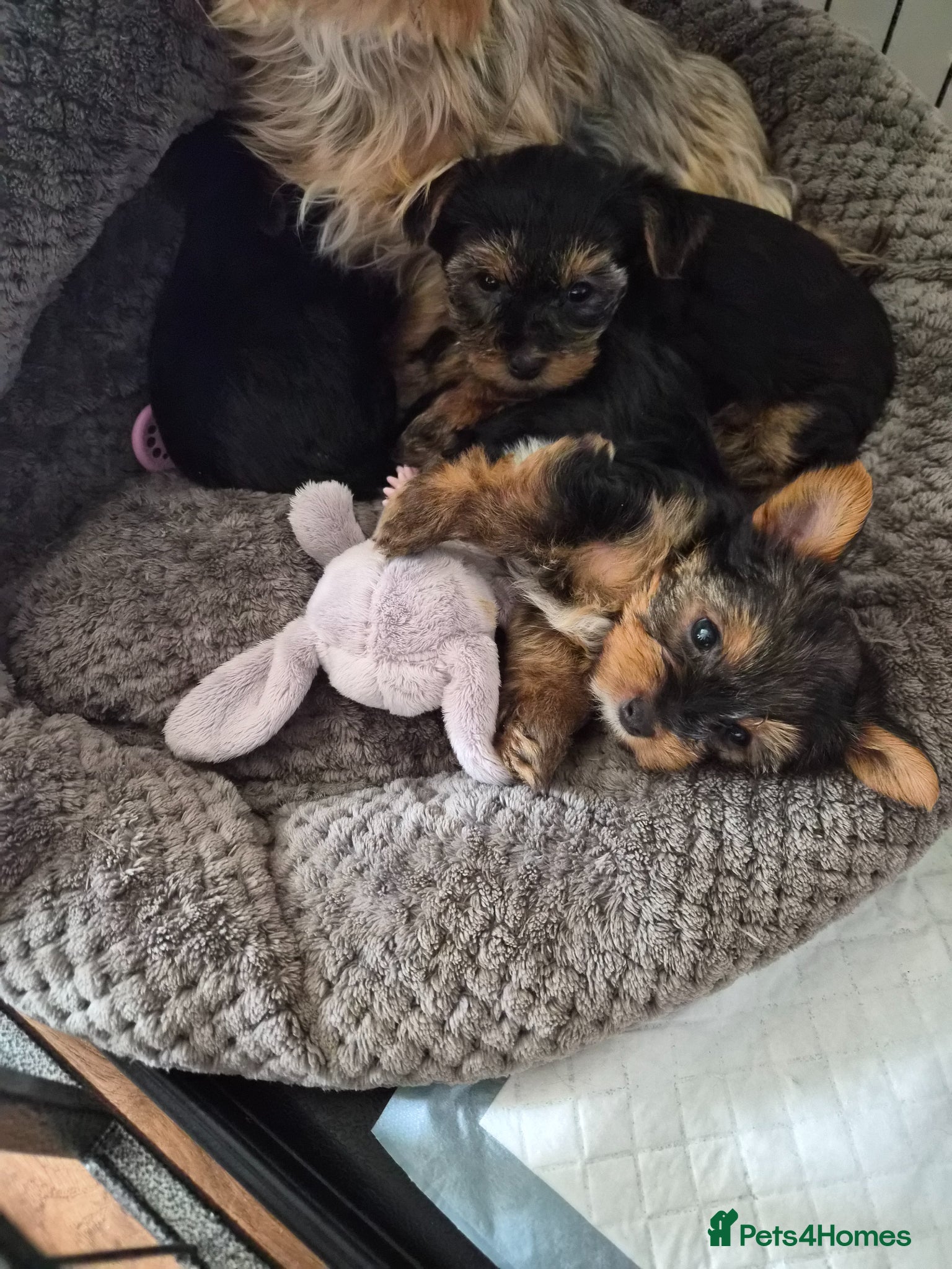 Yorkshire Terrier dogs yorkshire terrier  - Advert 14