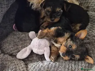 Yorkshire Terrier dogs yorkshire terrier - Advert 14