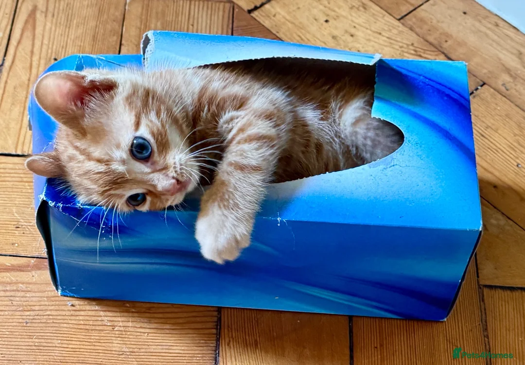 Mixed Breed cats for sale: ❤︎︎ Half-Bengal Kittens Looking for Loving Homes - Advert 11