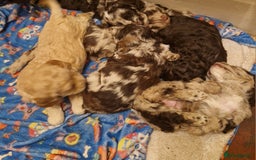 Mixed Breed dogs for sale: Stunning chocolate merle sproodles - Image 10