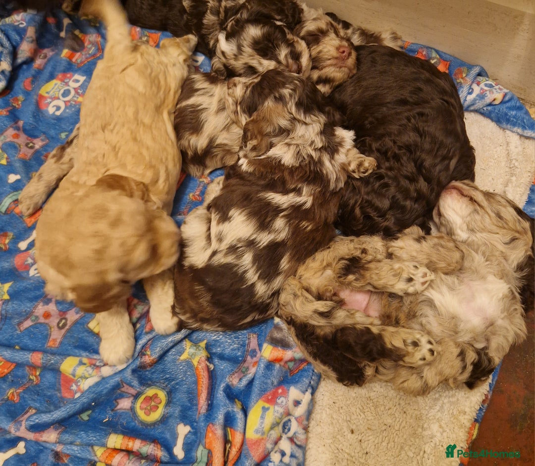 Mixed Breed dogs for sale: Stunning chocolate merle sproodles - Image 10