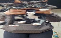 British Shorthair cats for sale: 2 kittens available  - Image 2