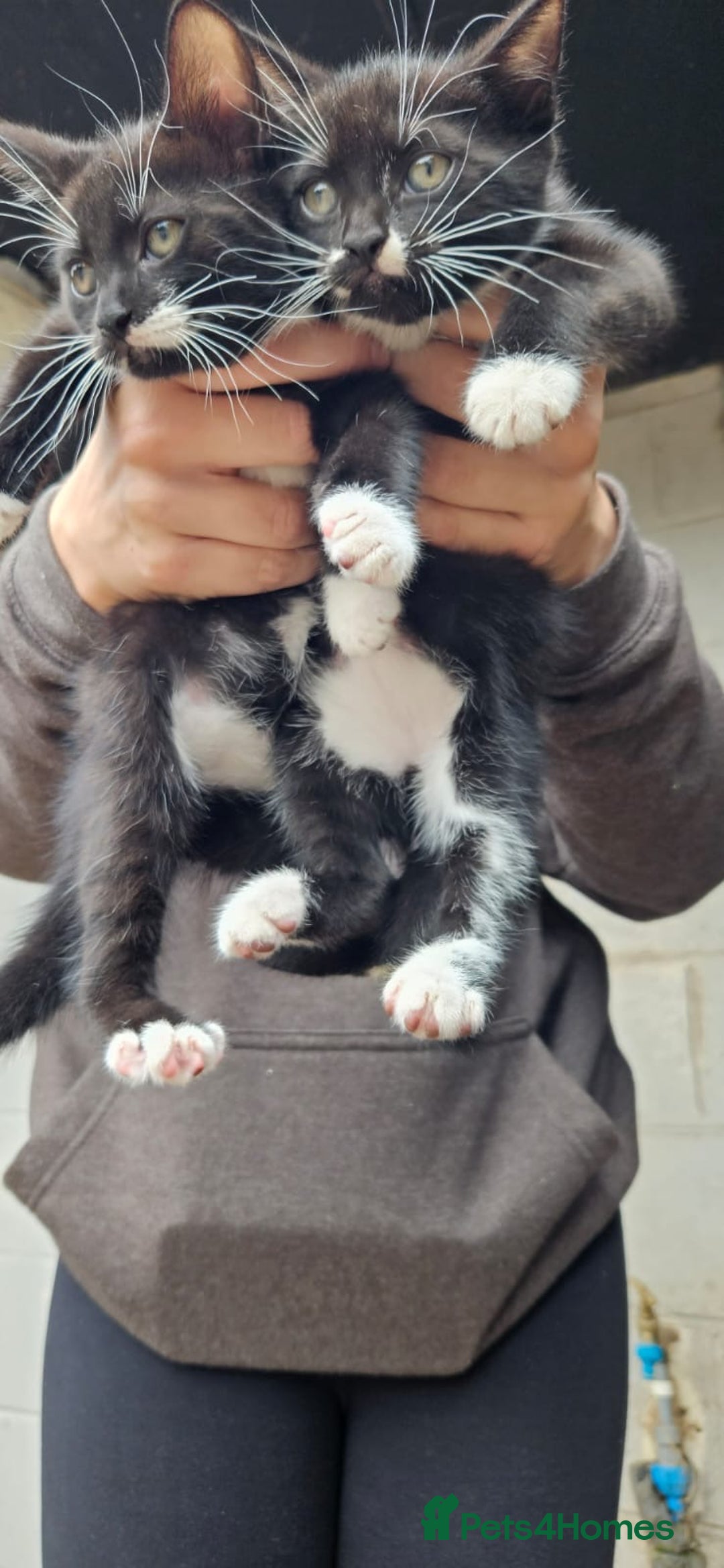 British Shorthair cats for sale: 2 kittens available  - Image 2