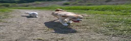 Mixed Breed dogs for sale: Bonnie in Elland - Advert 8