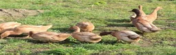 Ducks poultry for sale: Buff Orpington ducklings  - Advert 4