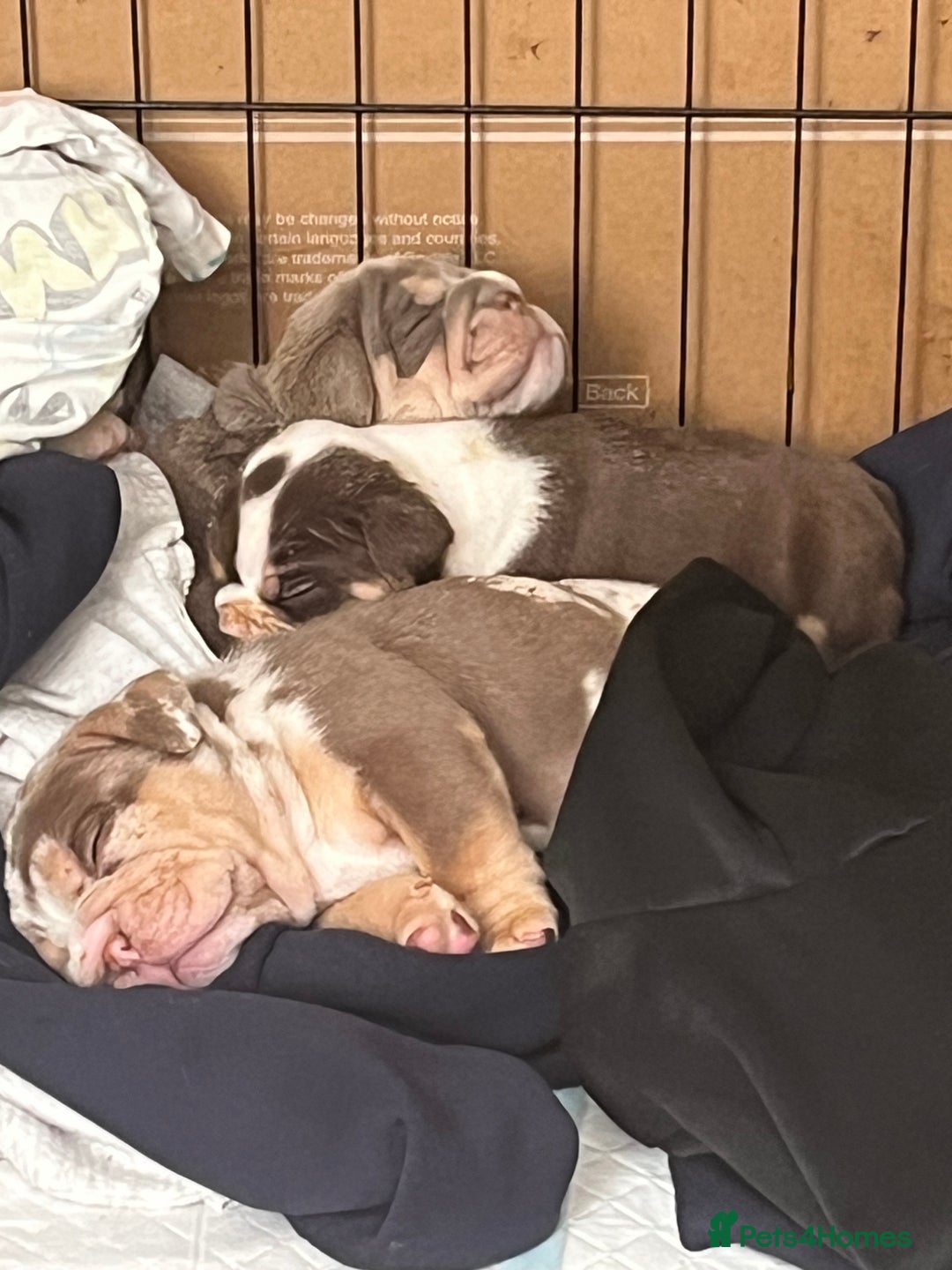 English Bulldog dogs for sale: QC puppies  - Image 14