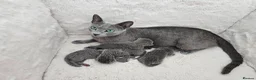 Russian Blue cats for sale: GCCF REGISTERED RUSSIAN BLUE KITTENS  - Advert 3