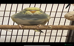 Budgerigars birds for sale: 2 budgies and all accessories/equipment   - Image 4