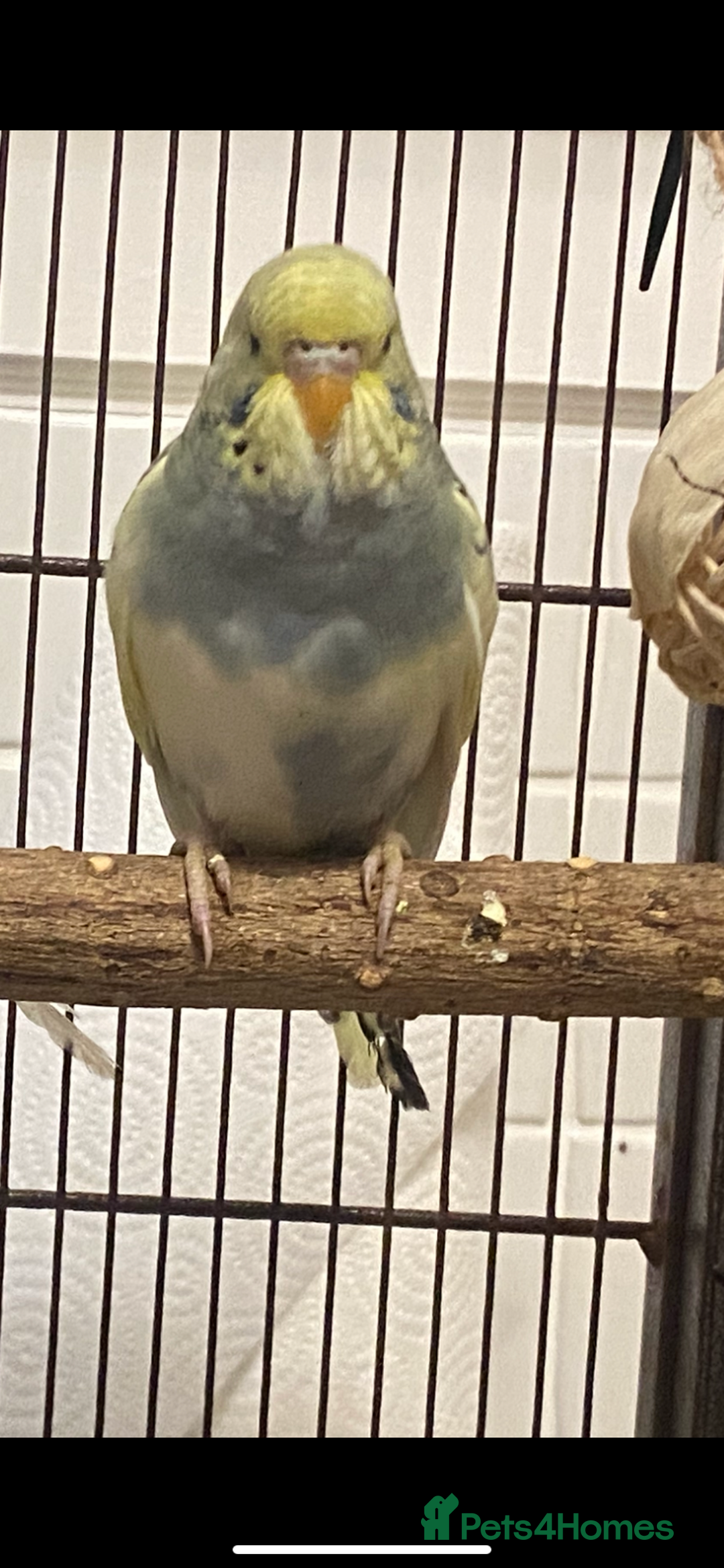 Budgerigars birds for sale: 2 budgies and all accessories/equipment   - Image 4