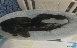 Dachshund dogs for sale: dachshund puppies  - Image 3