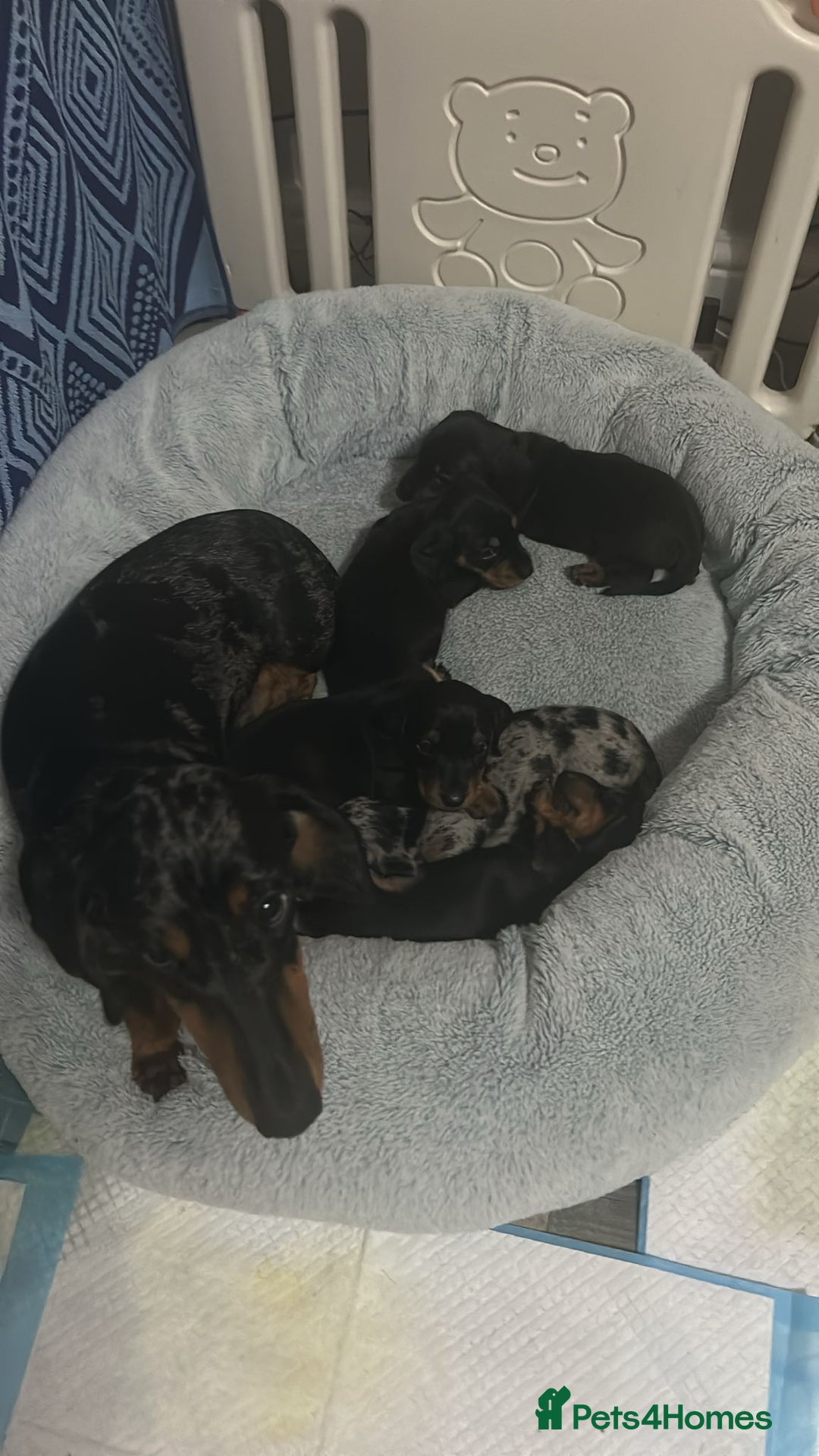 Dachshund dogs for sale: dachshund puppies  - Image 3